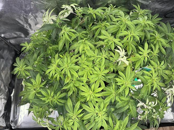 Monstercropping 1.1. Week 8