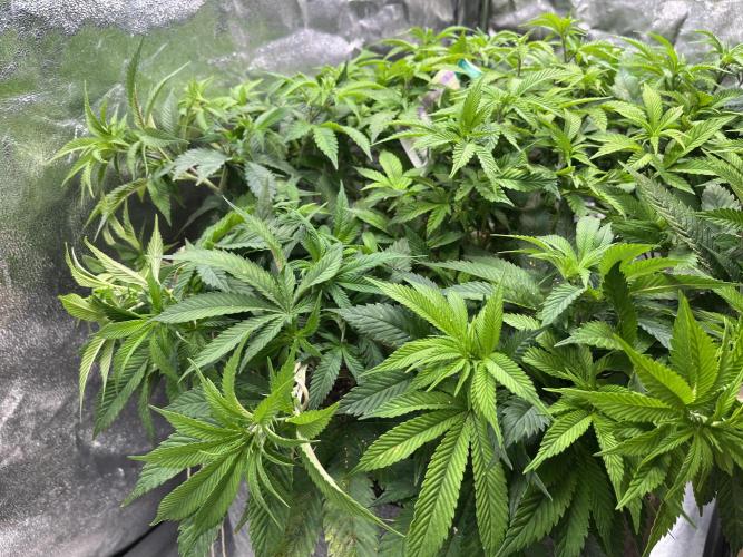 Monstercropping 1.1. Week 8