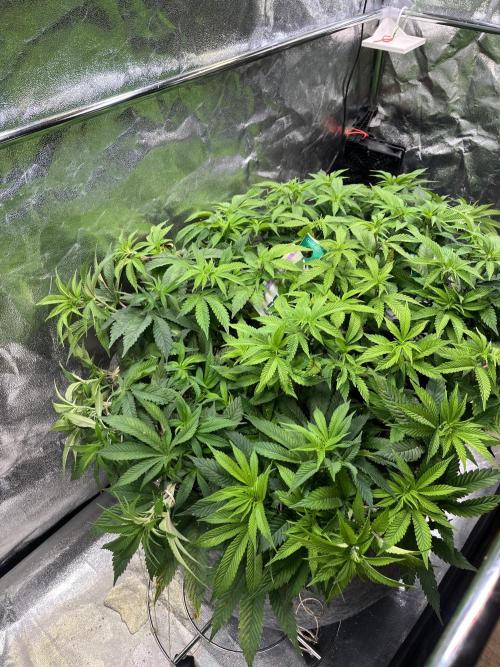 Monstercropping 1.1. Week 8