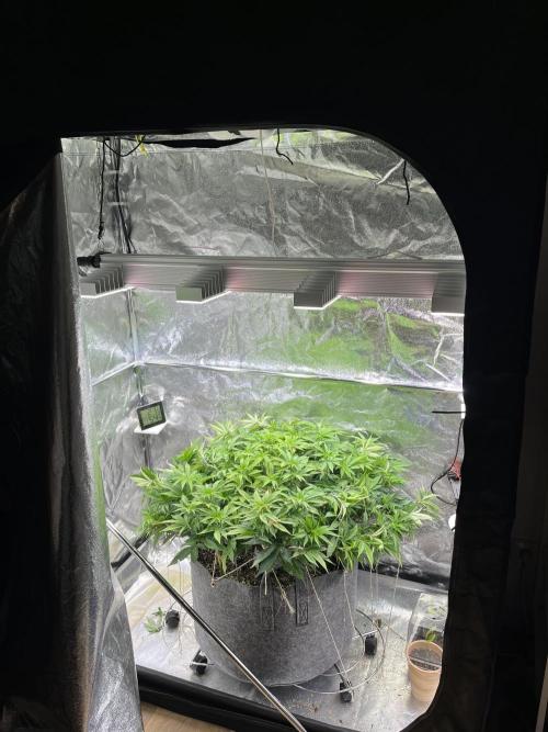 Monstercropping 1.1. Week 8