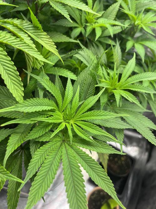 Monstercropping 1.1. Week 9