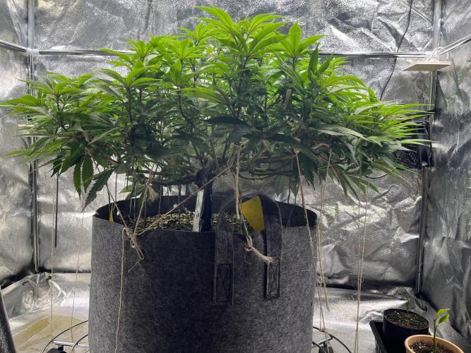 Monstercropping 1.1. Week 9