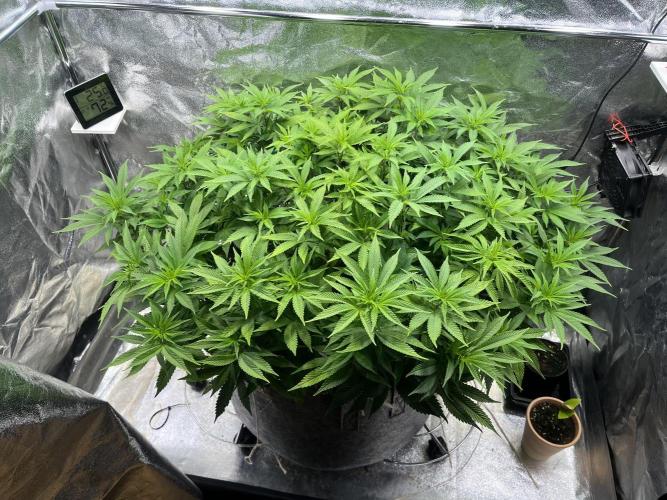 Monstercropping 1.1. Week 9