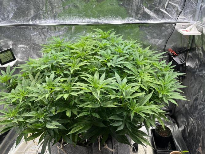 Monstercropping 1.1. Week 9