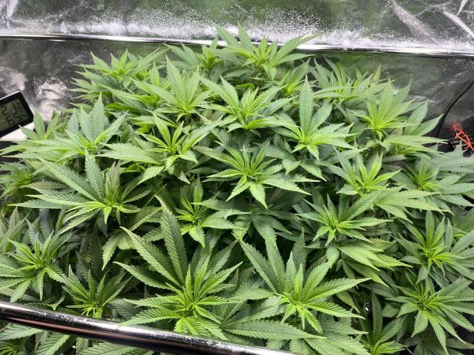 Monstercropping 1.1. Week 9