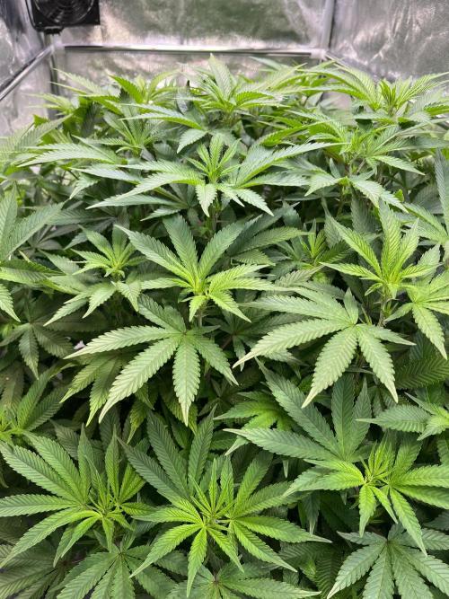 Monstercropping 1.1. Week 9