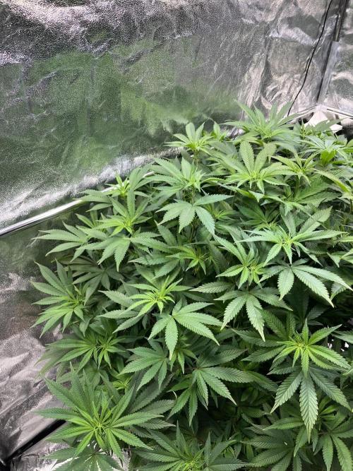 Monstercropping 1.1. Week 10
