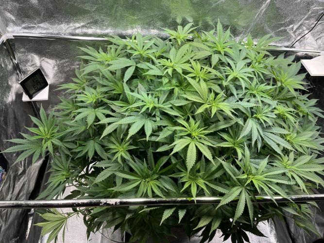 Monstercropping 1.1. Week 10