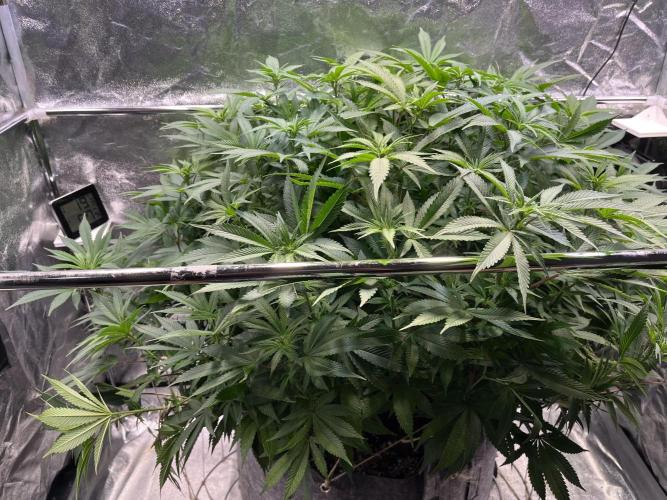 Monstercropping 1.1. Week 10