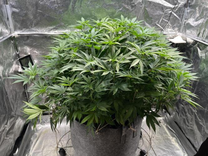 Monstercropping 1.1. Week 10