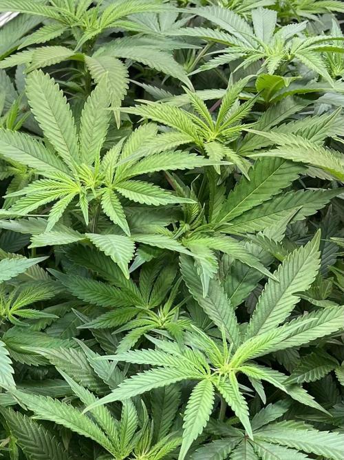 Monstercropping 1.1. Week 10