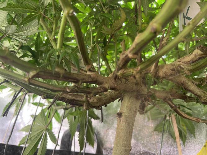 Monstercropping 1.1. Week 10