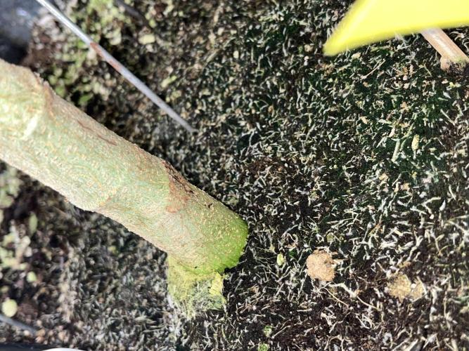 Monstercropping 1.1. Week 10 - Wurzeln haben richtig Bock 😆