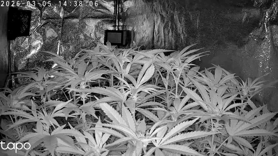 Monstercropping 1.1. Week 10