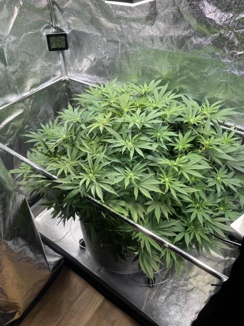 Monstercropping 1.1. Week 10