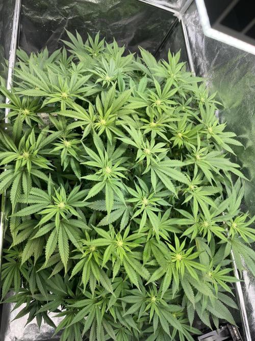 Monstercropping 1.1. Week 10