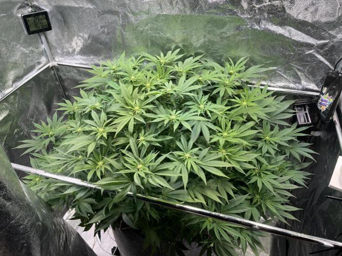 Monstercropping 1.1. Week 10