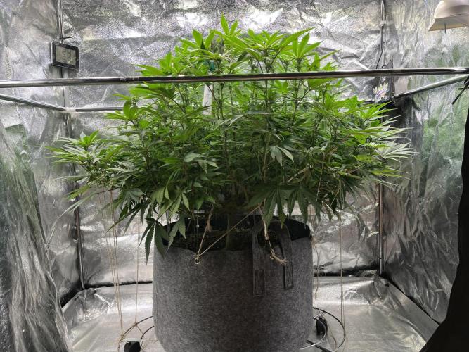 Monstercropping 1.1. Week 10