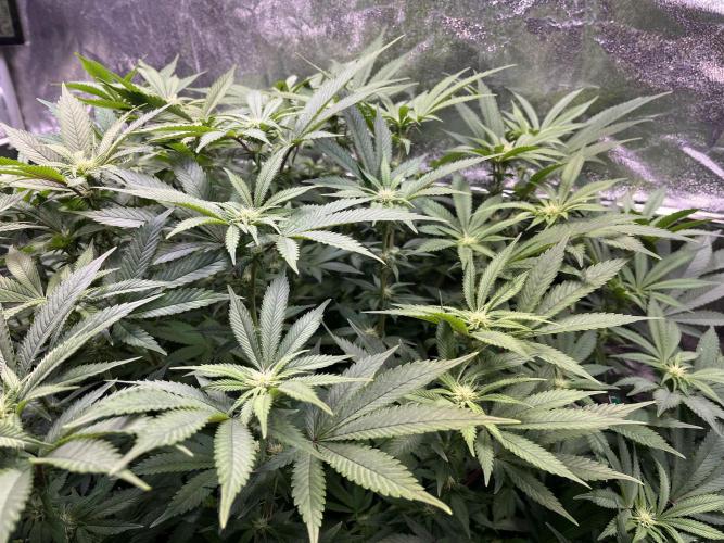 Monstercropping 1.1. Week 10