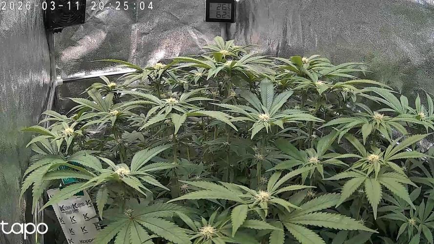 Monstercropping 1.1. Week 11