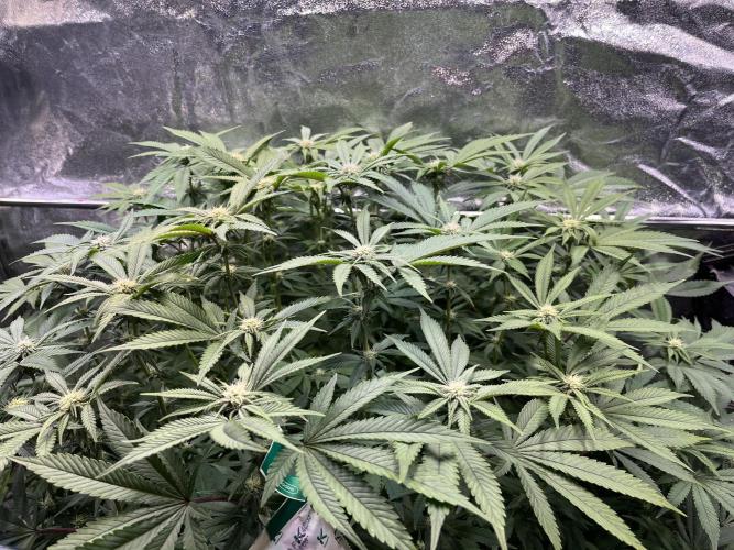 Monstercropping 1.1. Week 11