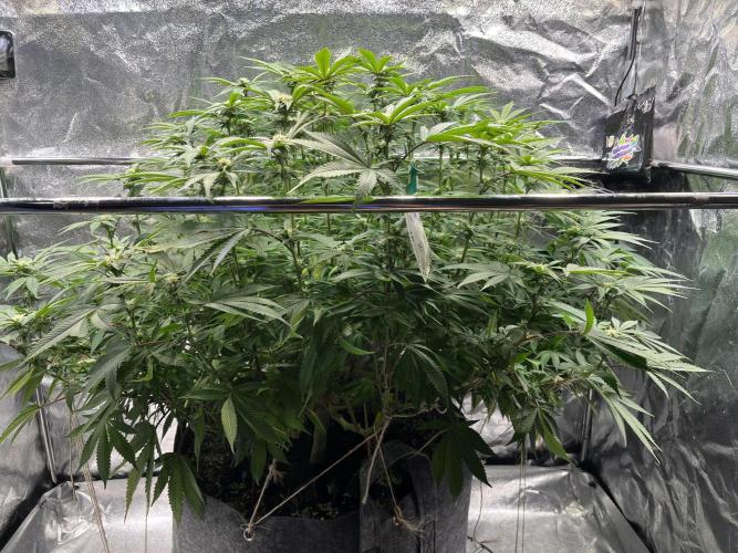 Monstercropping 1.1. Week 11