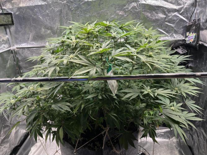 Monstercropping 1.1. Week 11