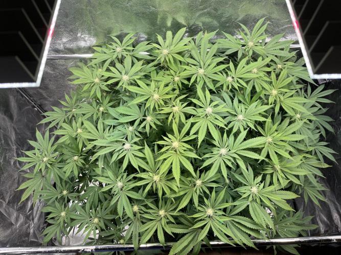 Monstercropping 1.1. Week 11