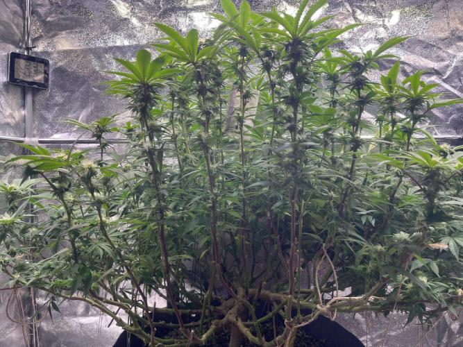 Monstercropping 1.1. Week 11 - 🍭 pt 1 