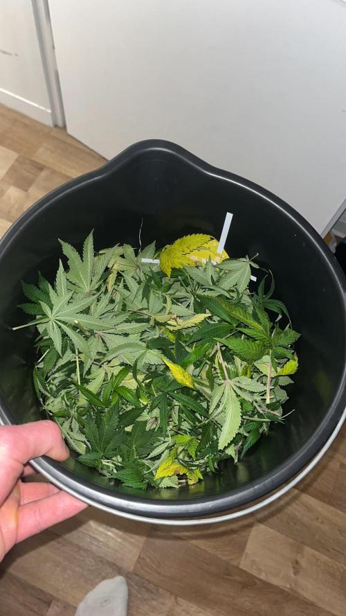 Monstercropping 1.1. Week 11