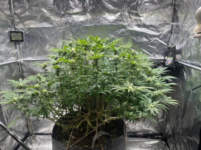 Monstercropping 1.1. Week 11 - 2/3 fehlen noch, aber erstmal zwei Tage Pause für die Lady 