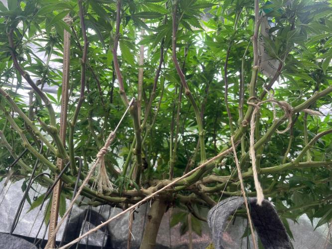 Monstercropping 1.1. Week 11