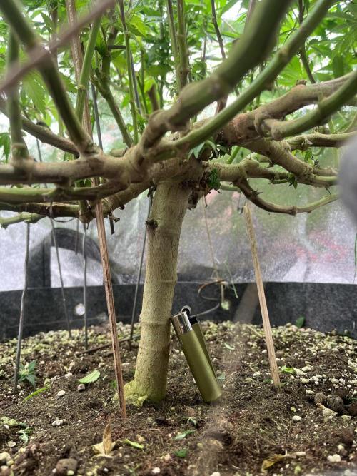 Monstercropping 1.1. Week 11