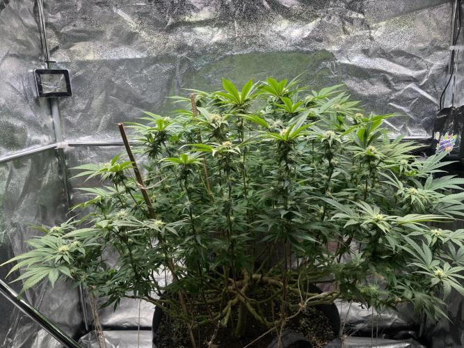 Monstercropping 1.1. Week 11
