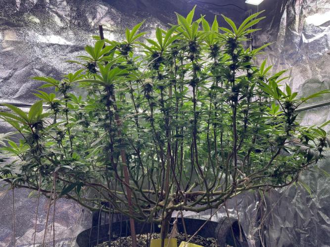 Monstercropping 1.1. Week 12