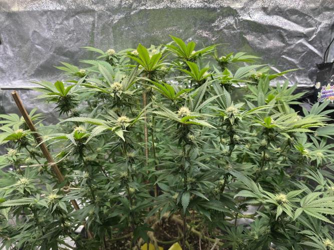 Monstercropping 1.1. Week 12