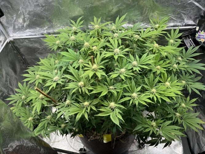 Monstercropping 1.1. Week 12