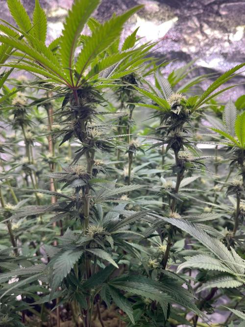 Monstercropping 1.1. Week 12