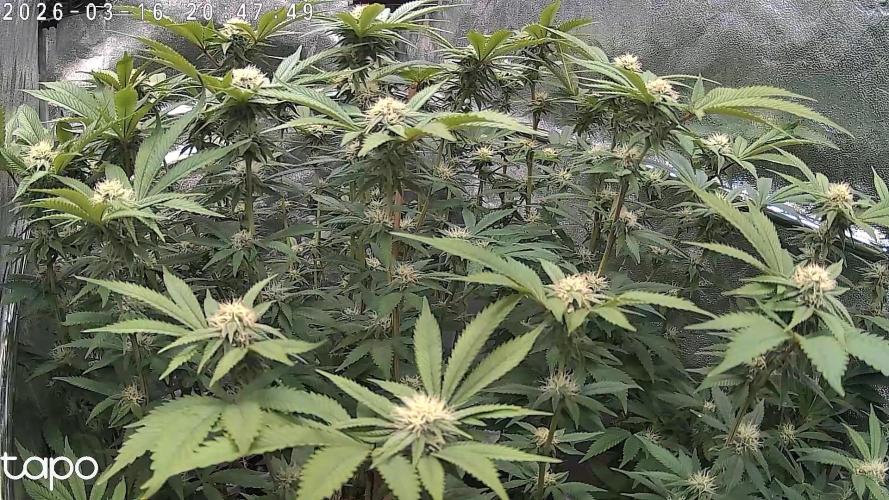 Monstercropping 1.1. Week 12