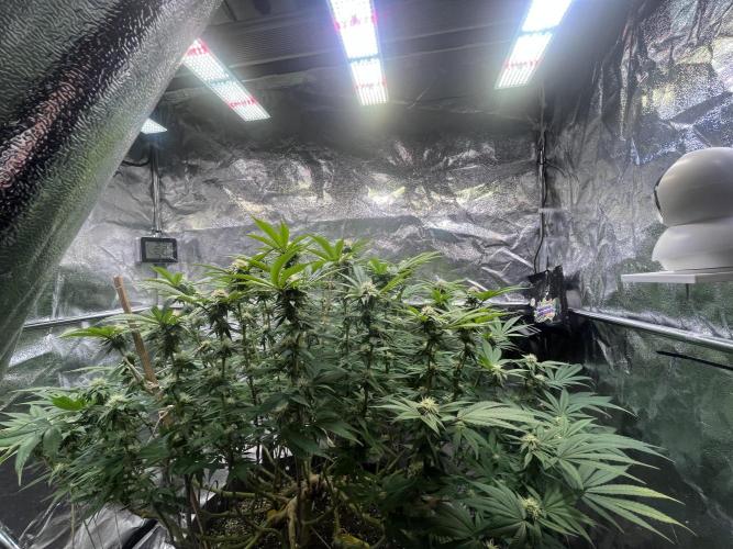 Monstercropping 1.1. Week 12