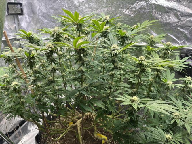 Monstercropping 1.1. Week 12
