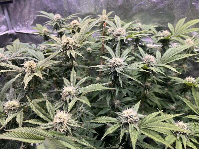 Monstercropping 1.1. Week 12