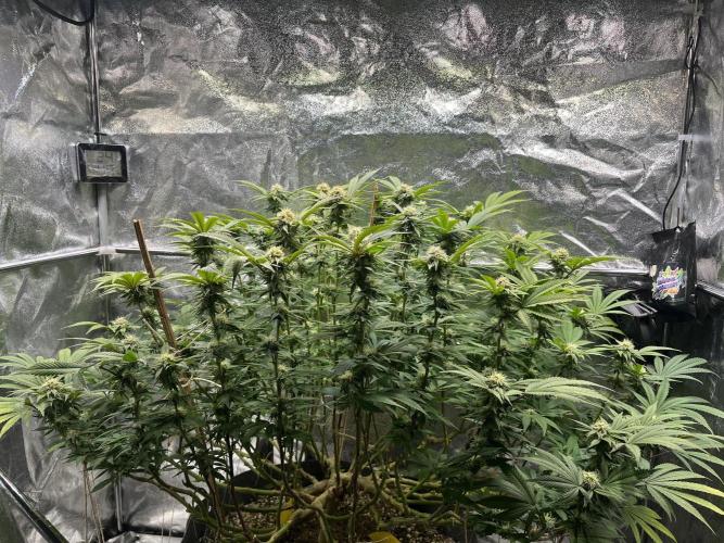 Monstercropping 1.1. Week 12