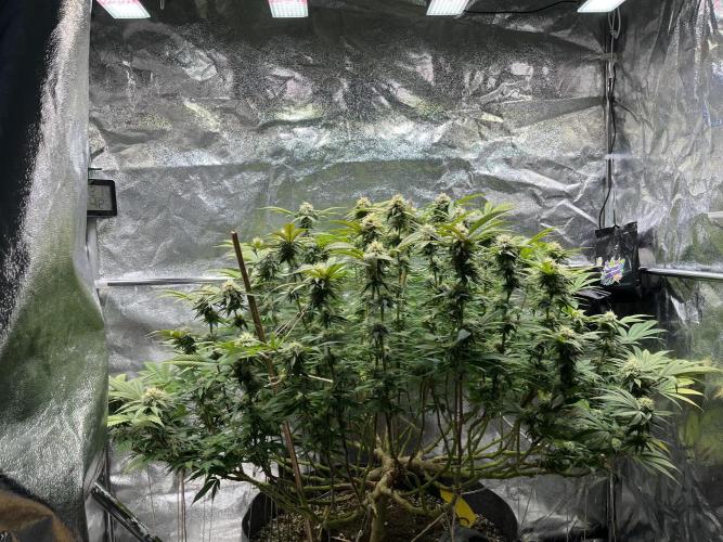 Monstercropping 1.1. Week 13
