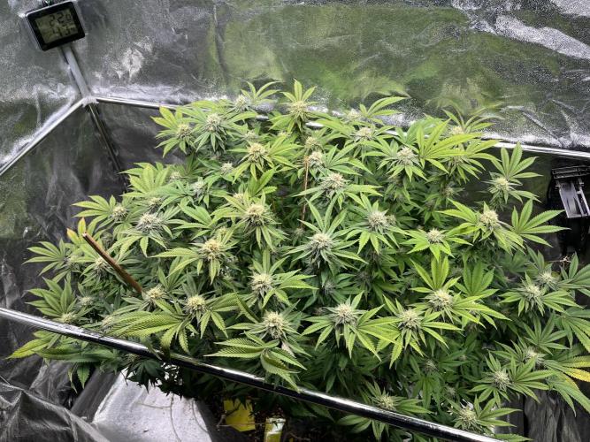Monstercropping 1.1. Week 13