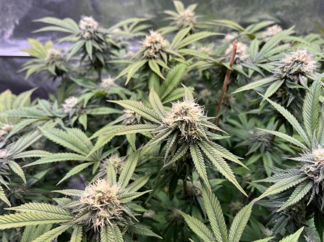Monstercropping 1.1. Week 13