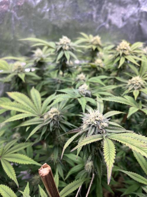 Monstercropping 1.1. Week 13