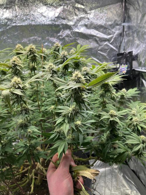 Monstercropping 1.1. Week 13
