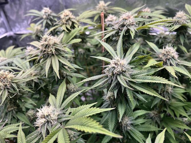 Monstercropping 1.1. Week 13