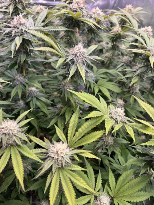 Monstercropping 1.1. Week 13